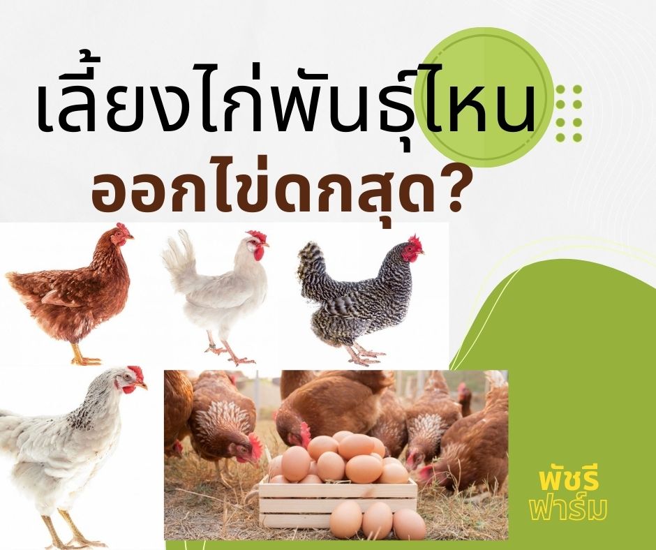 เลี้ยงไก่พันธุ์ไหนดี? ออกไข่ดกสุด!